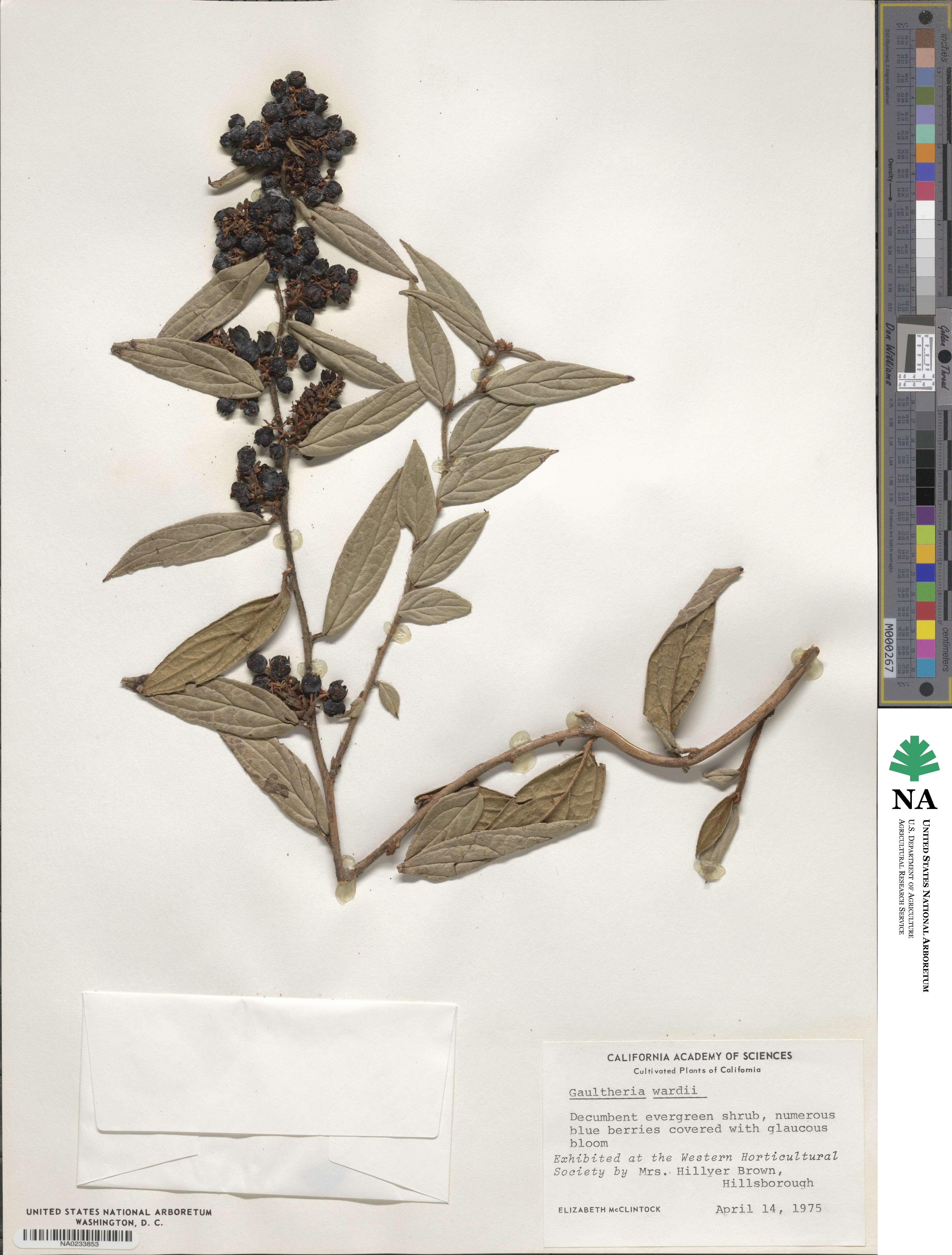 Gaultheria wardii image