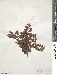 Gaultheria × wisleyensis image