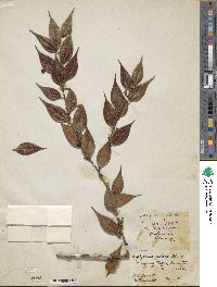 Image of Gaultheria pilosa