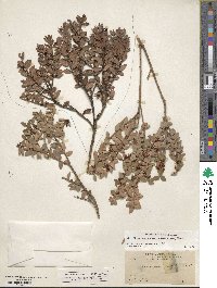 Pernettya prostrata image