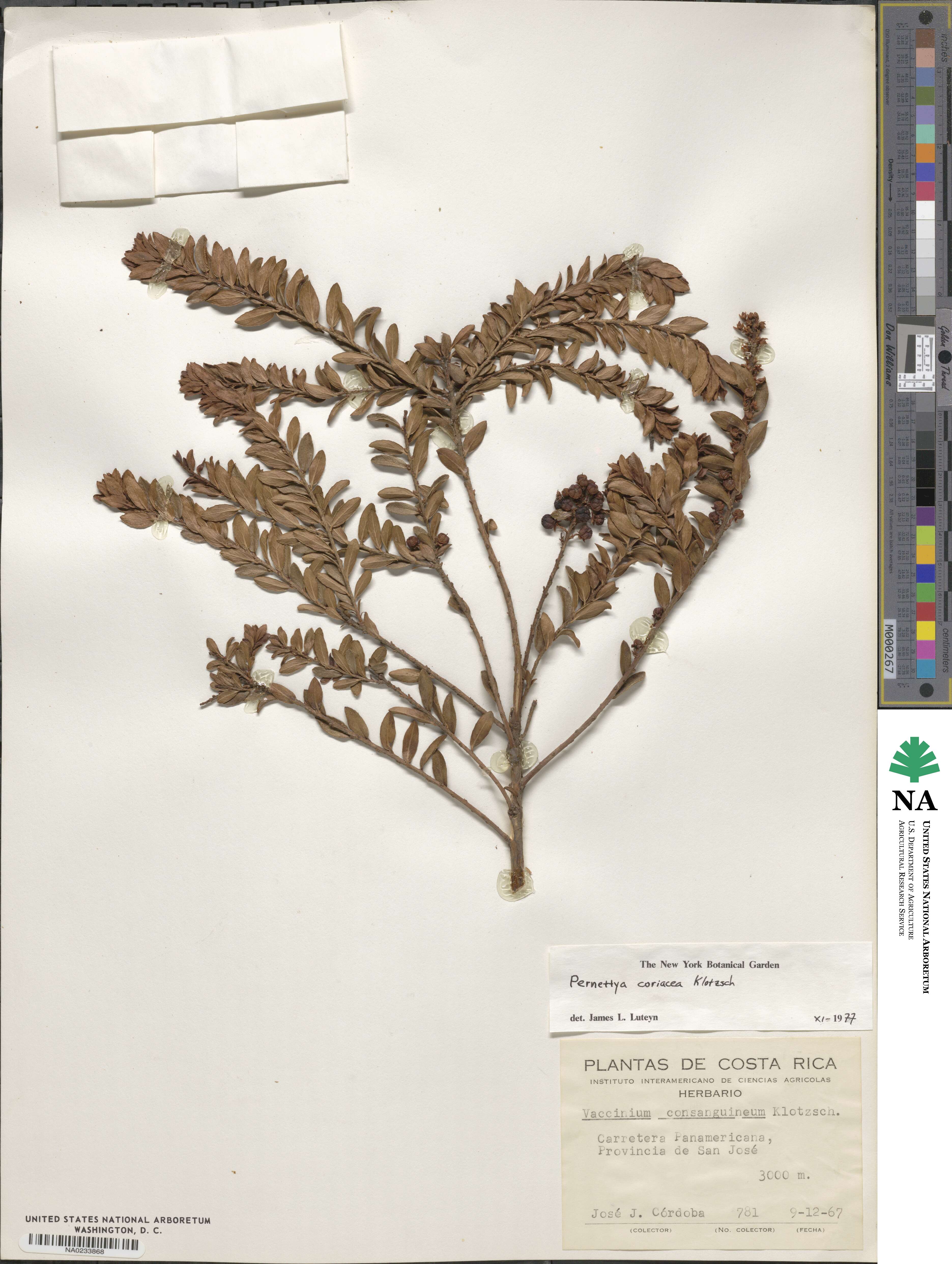 Pernettya prostrata image