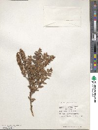 Pernettya prostrata image