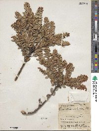 Pernettya prostrata image