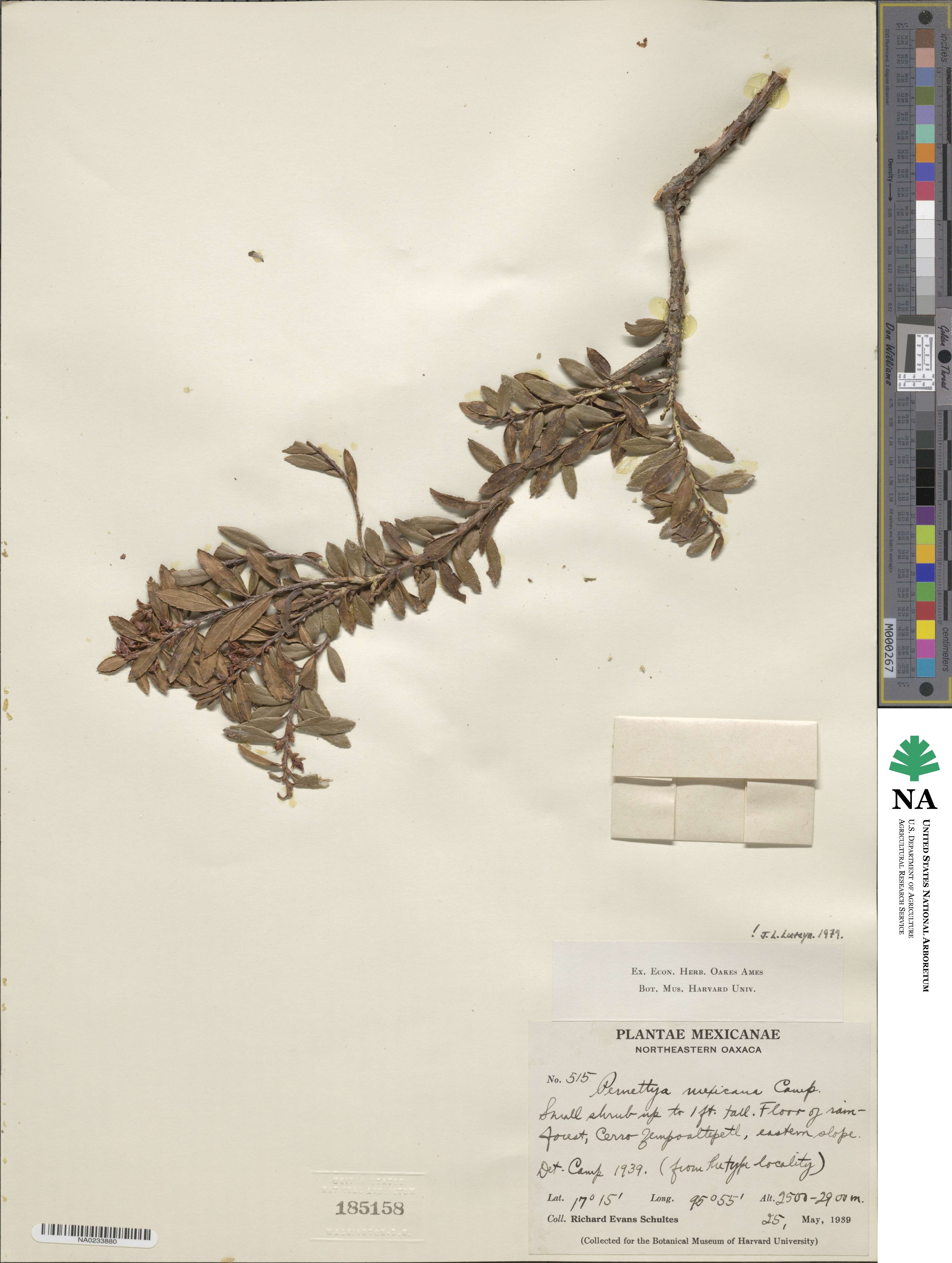 Pernettya prostrata image