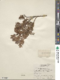 Pernettya prostrata image