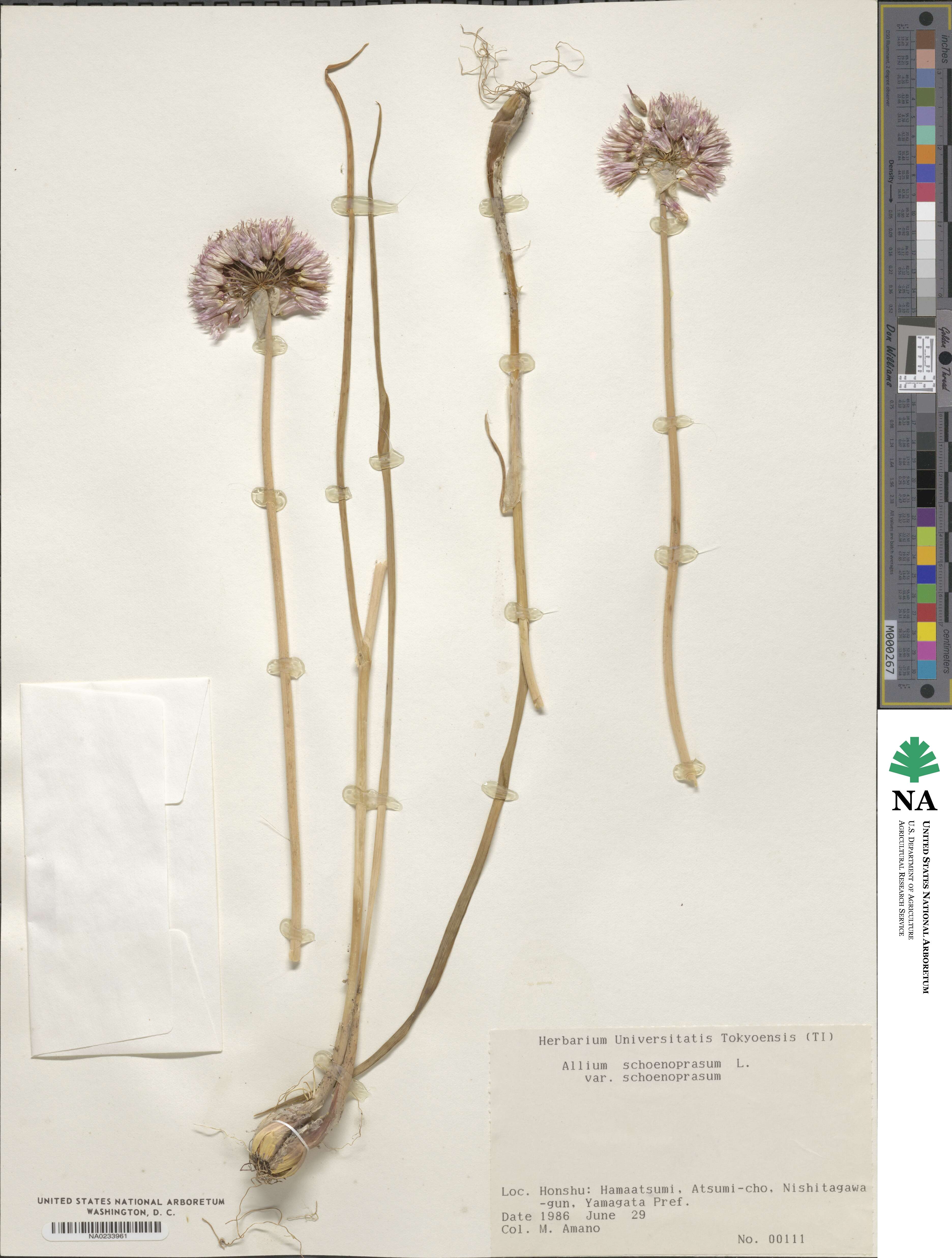 Allium schoenoprasum image