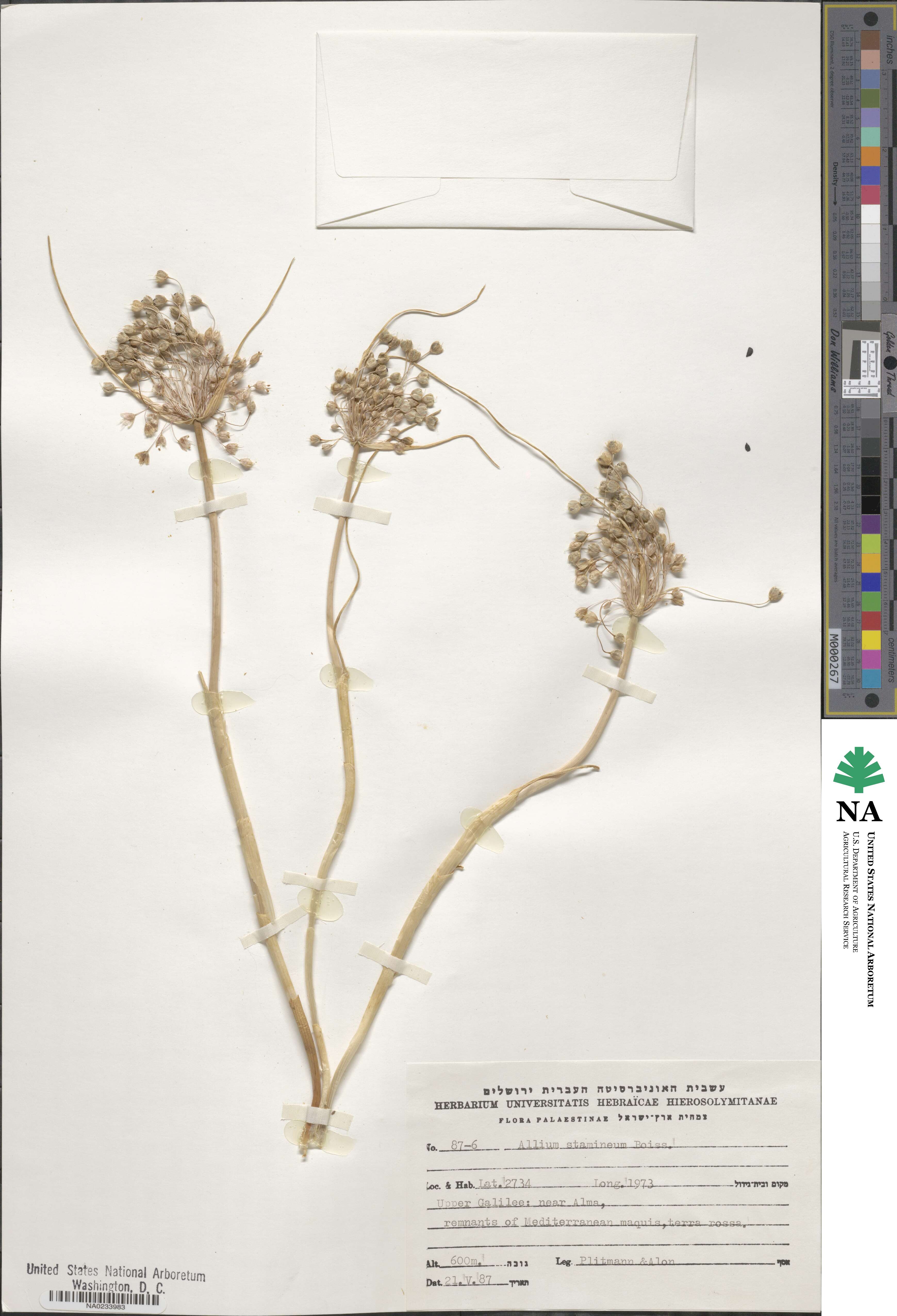 Allium stamineum image