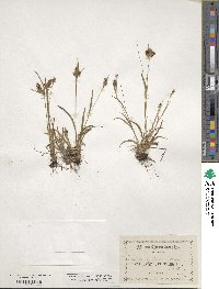 Luzula spicata image