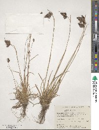 Luzula spicata image