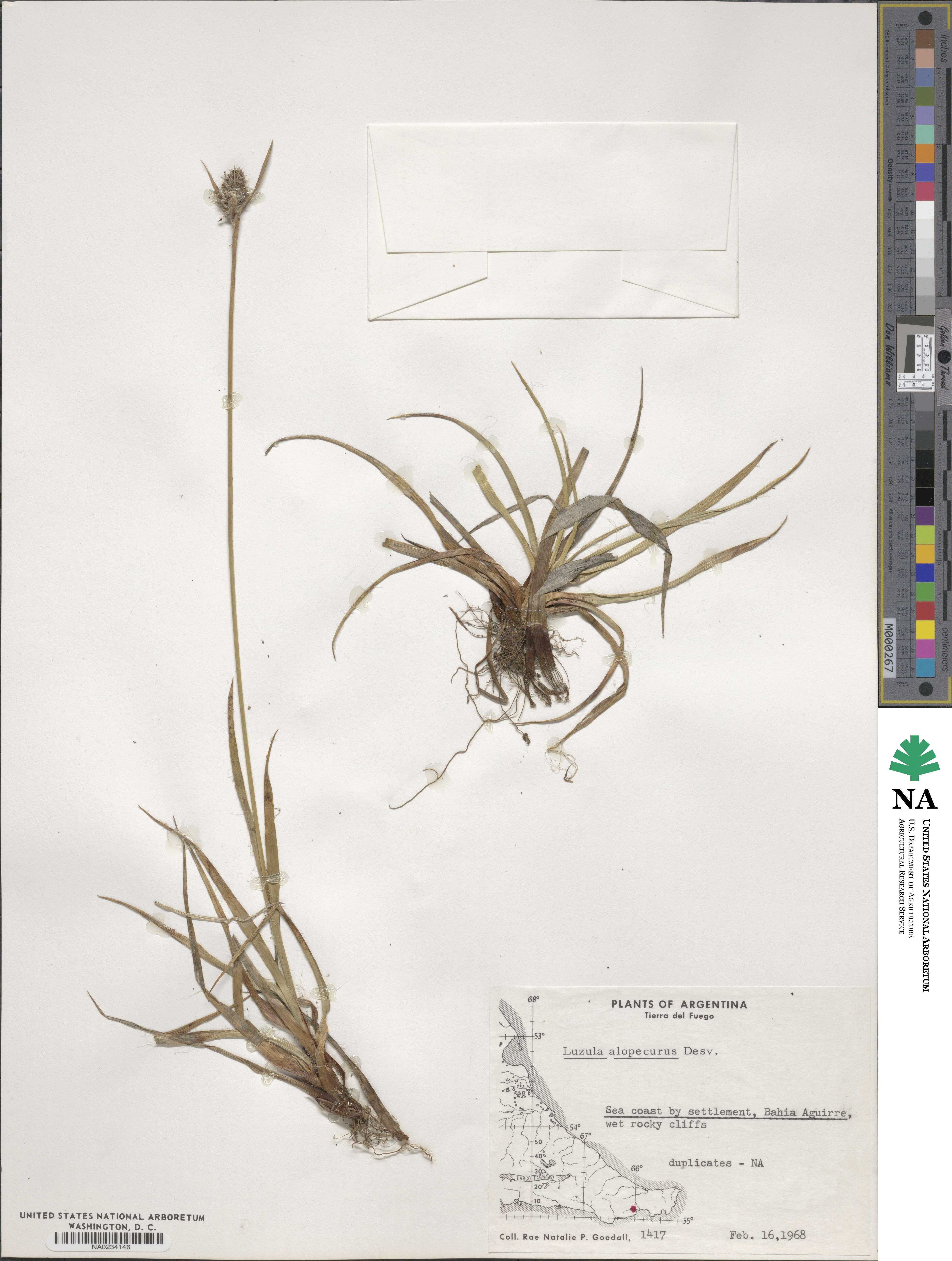Luzula alopecurus image