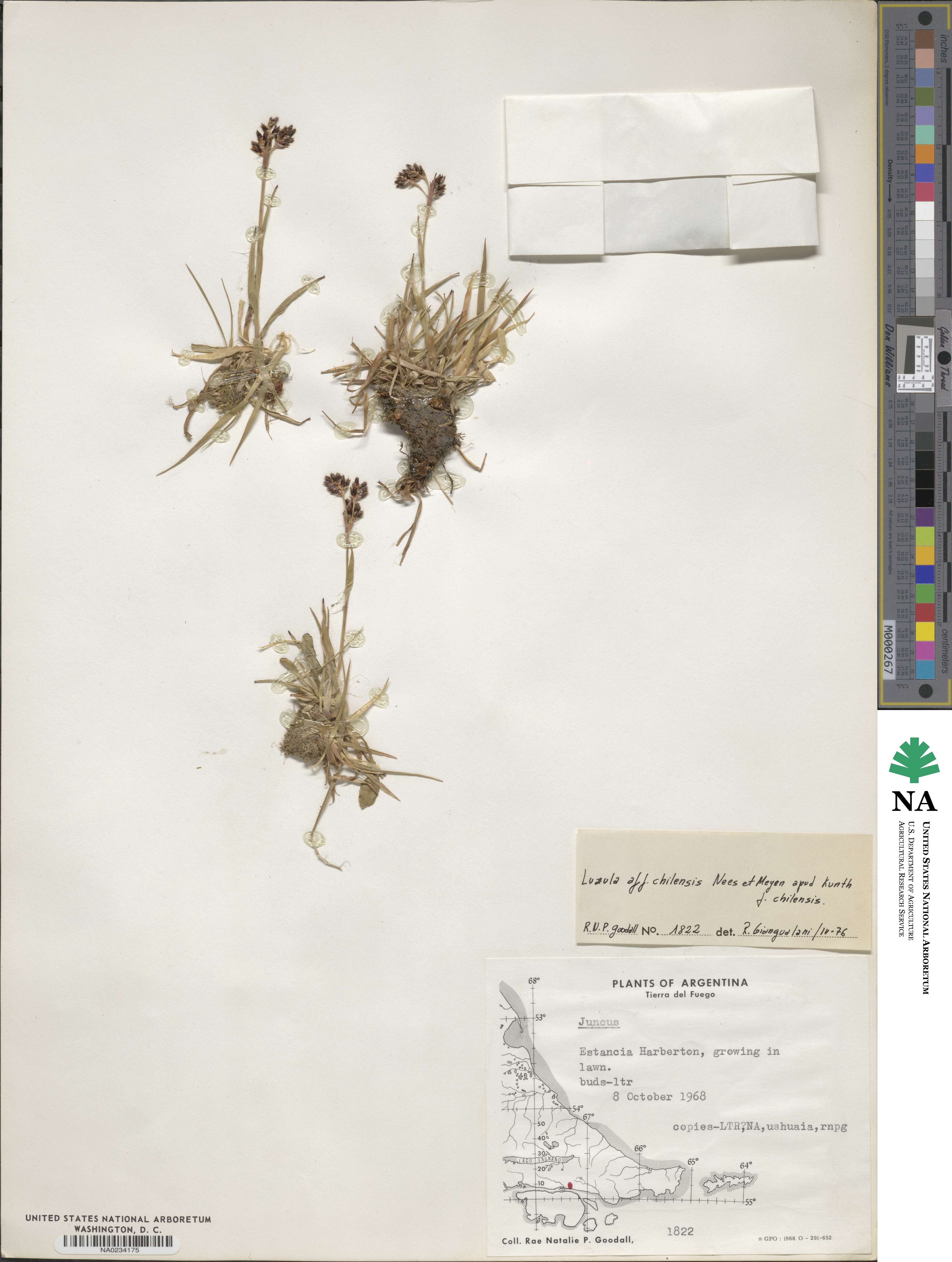 Luzula chilensis chilensis image