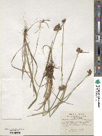 Luzula chilensis f. longifolia image