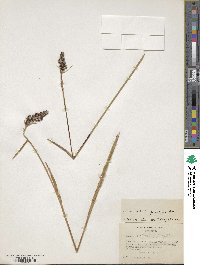 Luzula chilensis f. longifolia image