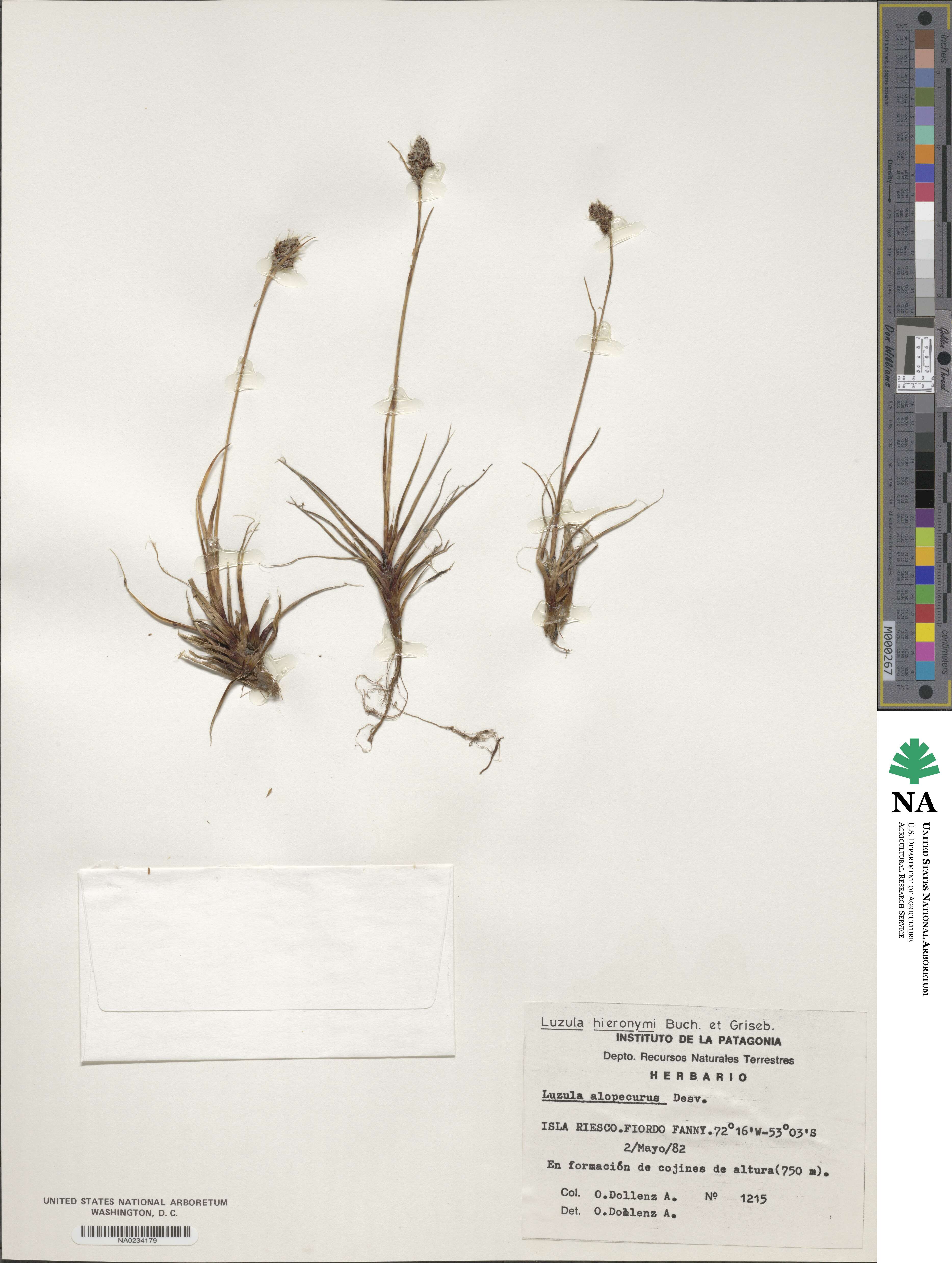 Luzula excelsa image