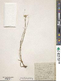 Luzula luzuloides subsp. luzuloides image