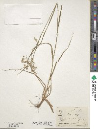 Luzula luzuloides subsp. luzuloides image