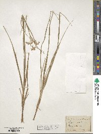 Luzula luzuloides subsp. luzuloides image