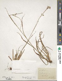 Luzula luzuloides subsp. luzuloides image