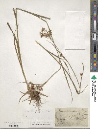 Luzula luzuloides subsp. luzuloides image