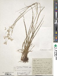 Luzula luzuloides subsp. luzuloides image