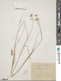 Luzula luzuloides subsp. luzuloides image