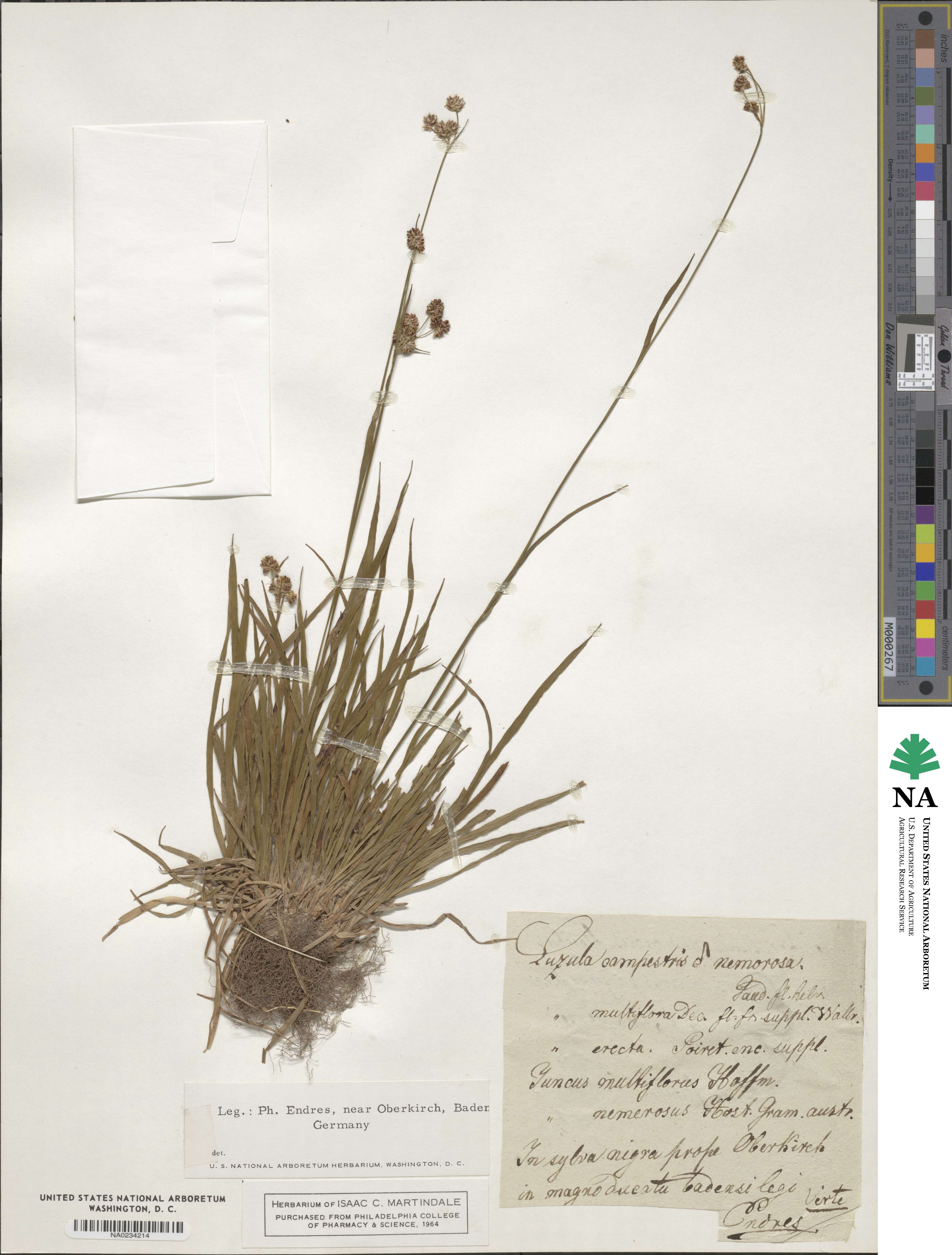 Luzula campestris image