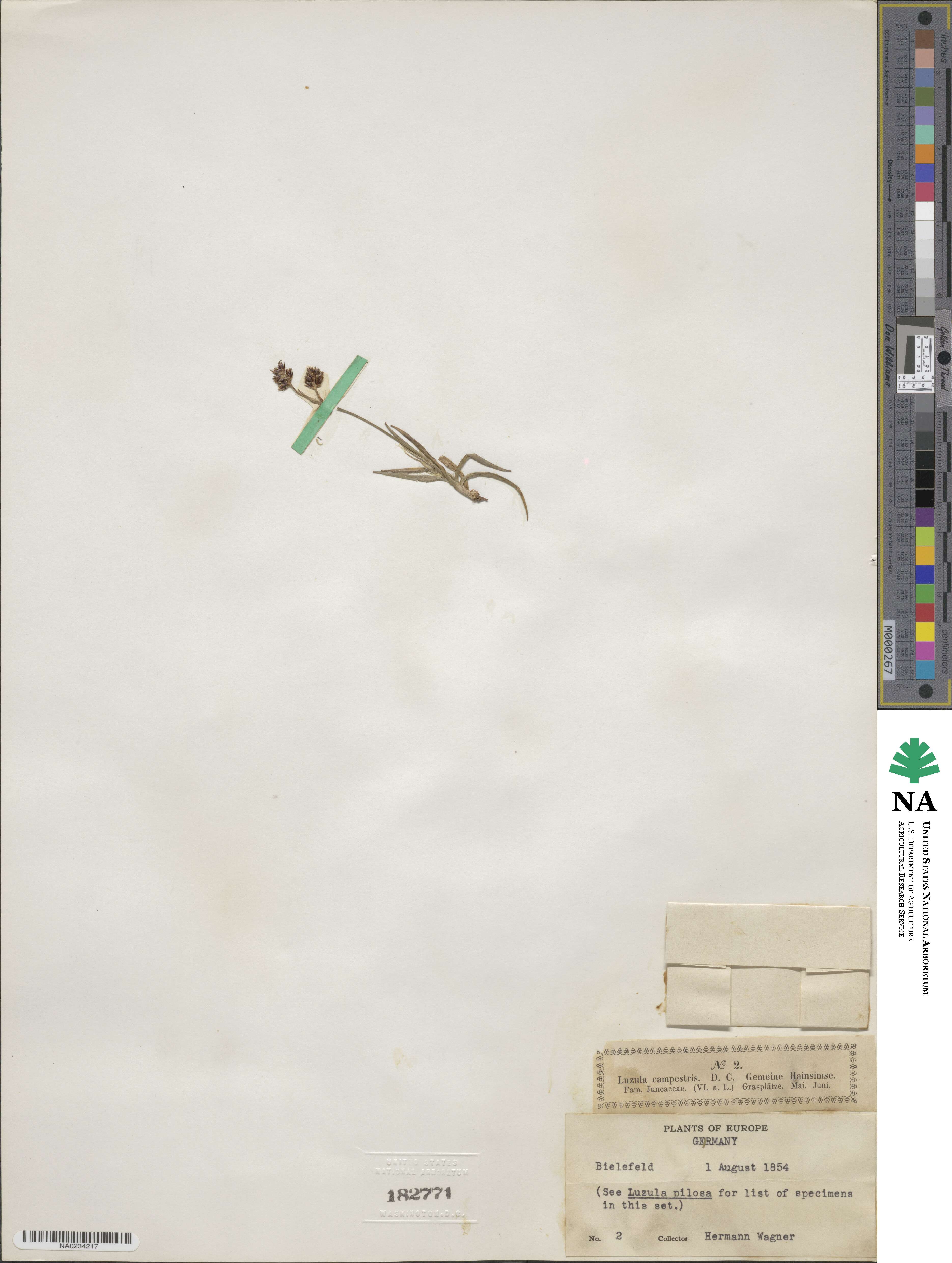 Luzula campestris image