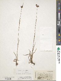 Image of Luzula congesta