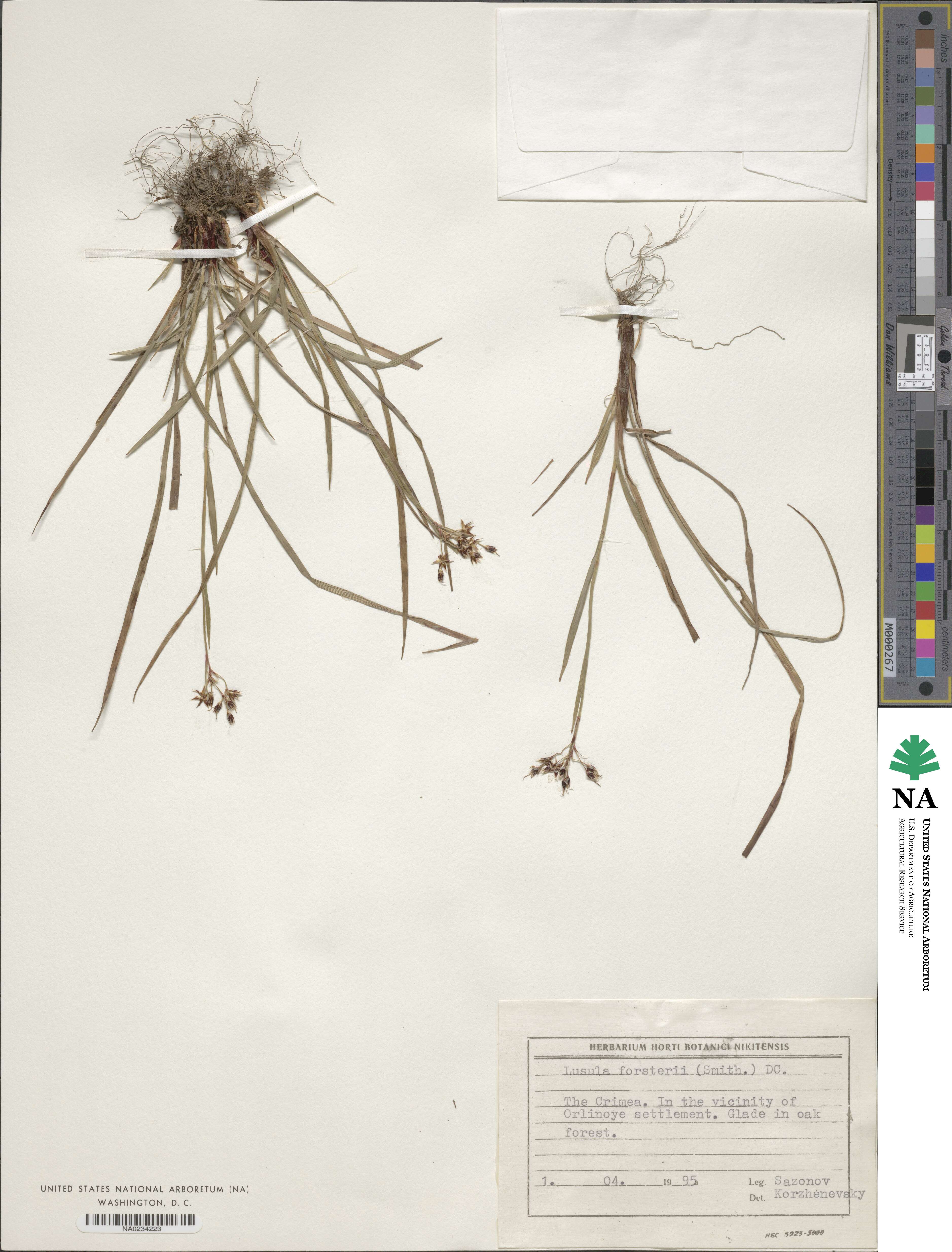 Luzula forsteri image