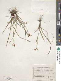 Luzula forsteri image