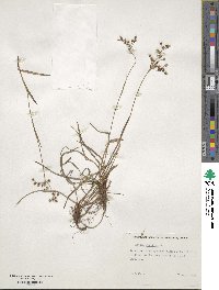 Luzula forsteri image