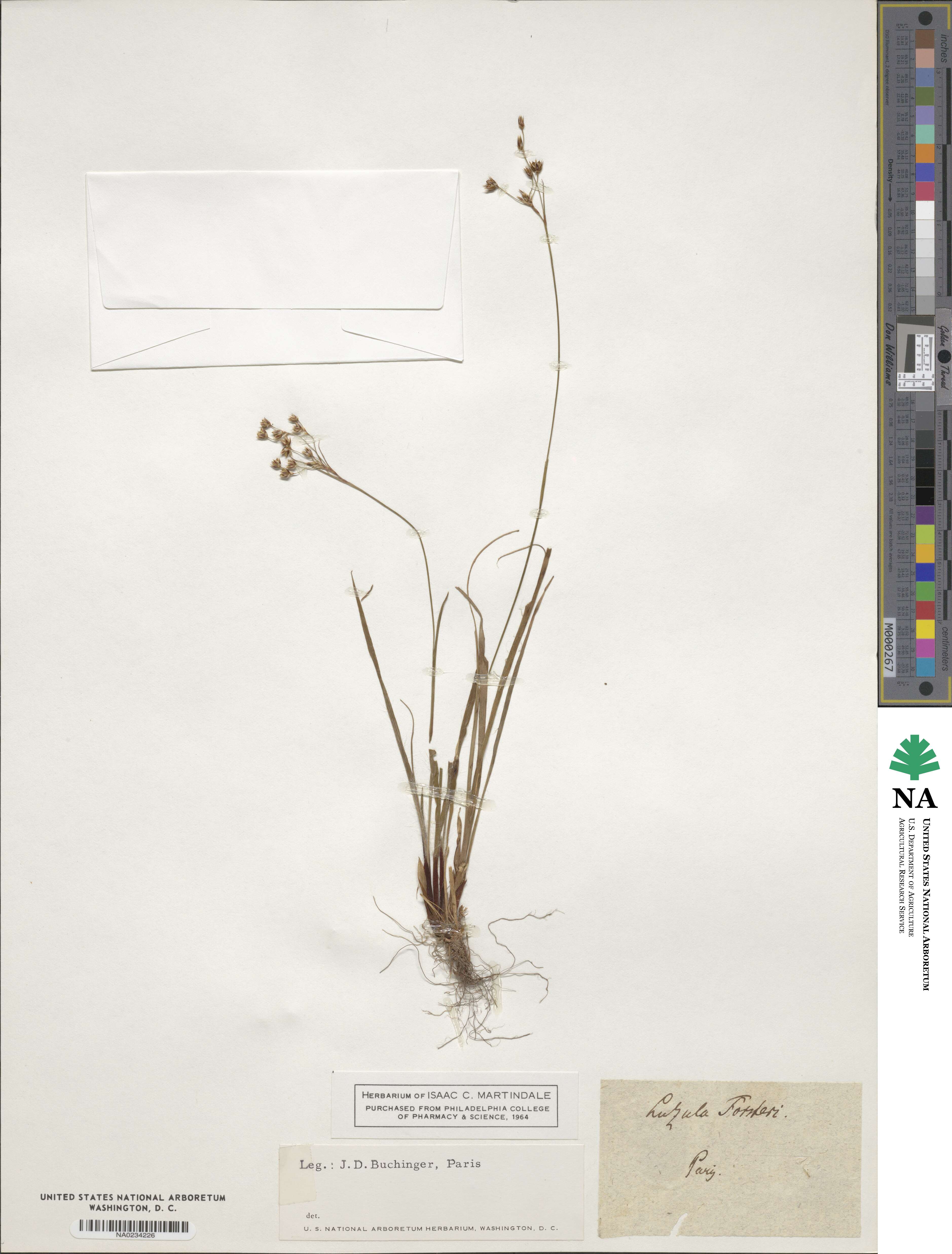 Luzula forsteri image