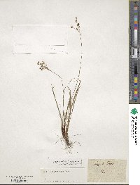 Luzula forsteri image
