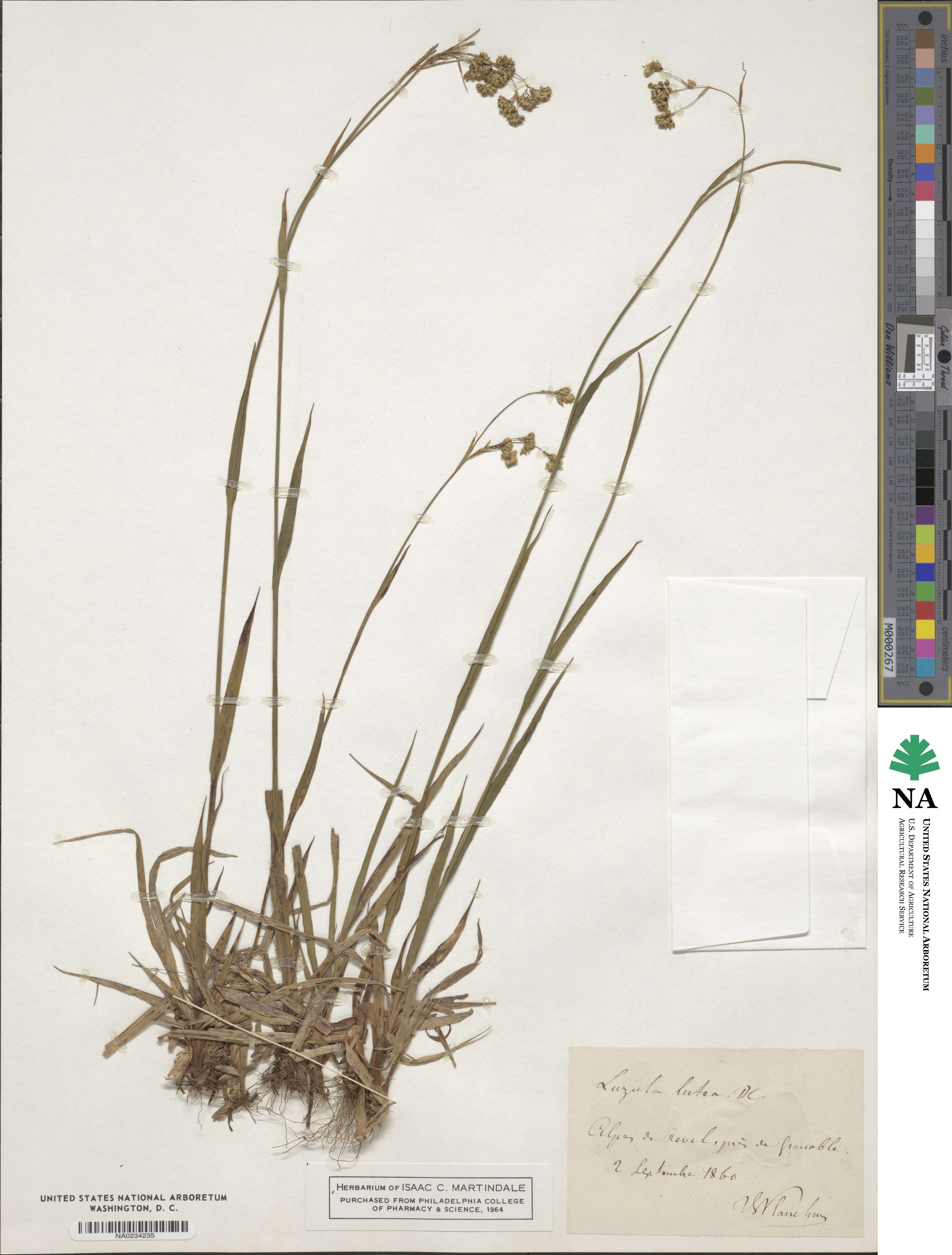 Luzula lutea image