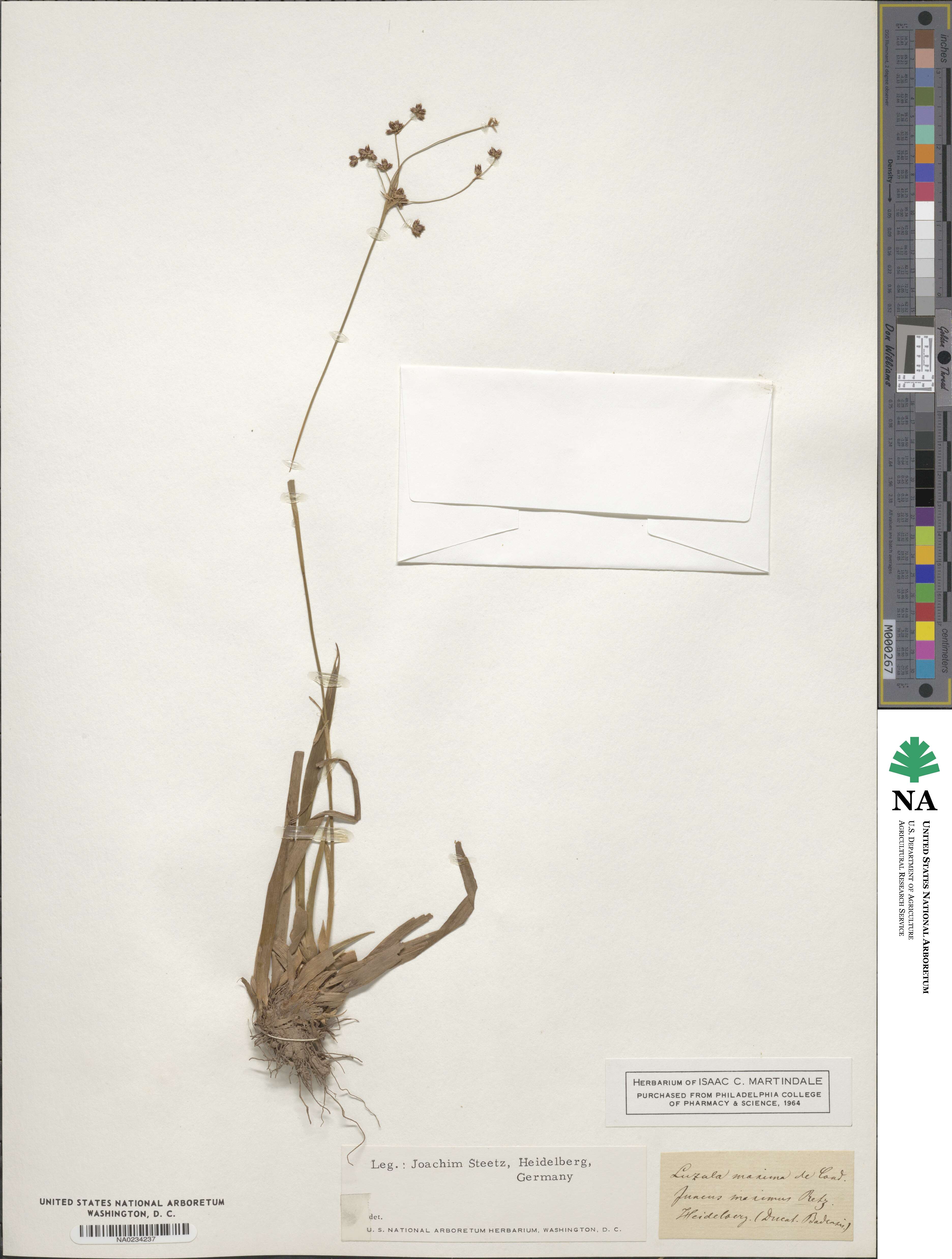 Luzula sylvatica image