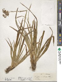 Luzula sylvatica subsp. sylvatica image