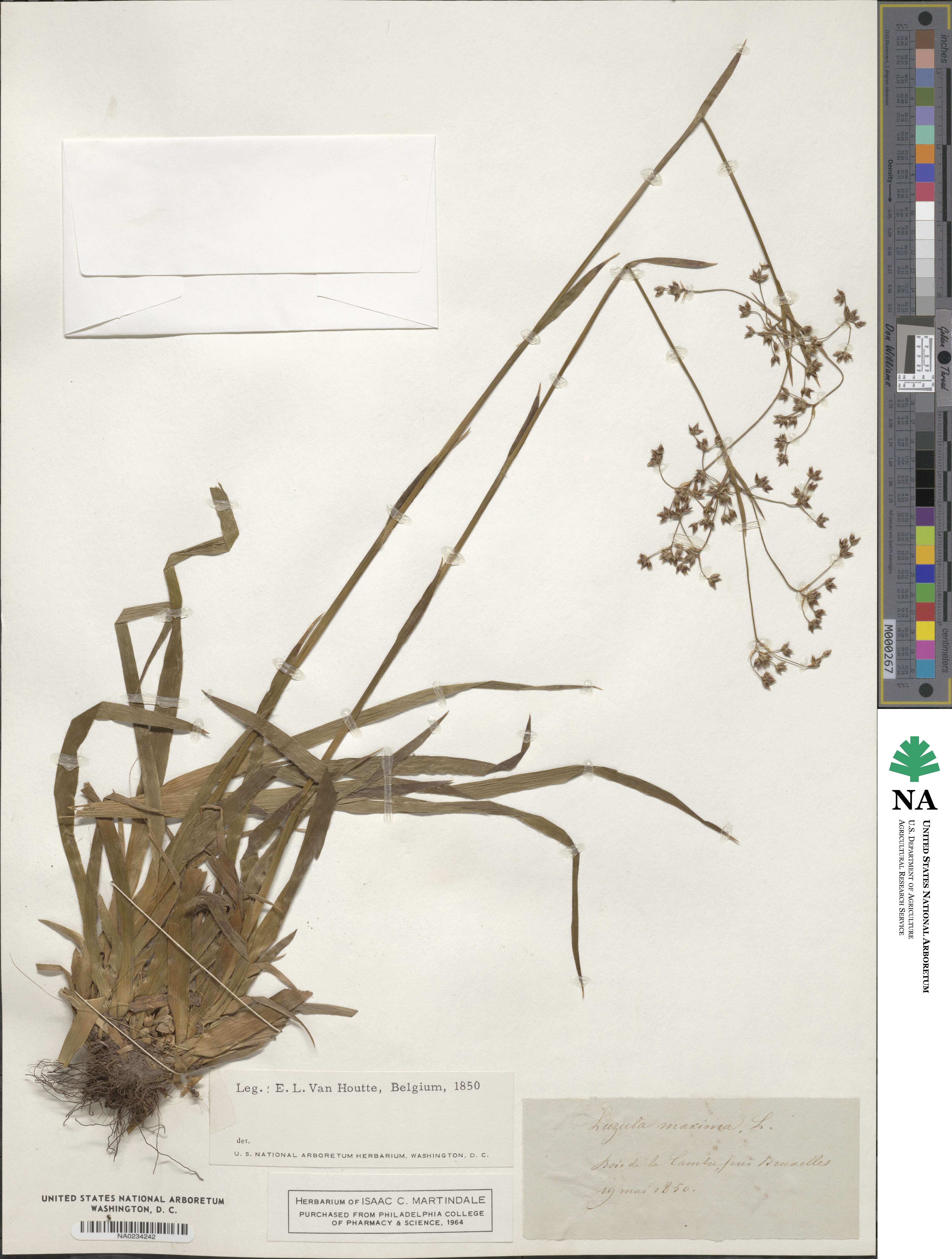 Luzula sylvatica image