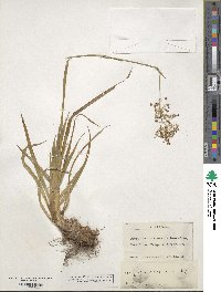 Luzula sylvatica subsp. sylvatica image