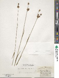 Luzula multiflora image