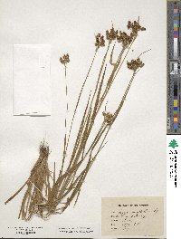 Luzula multiflora image