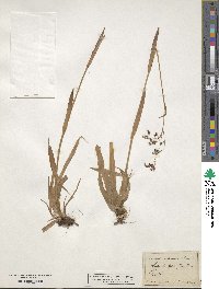 Luzula effusa var. chinensis image