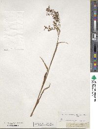 Luzula effusa var. chinensis image