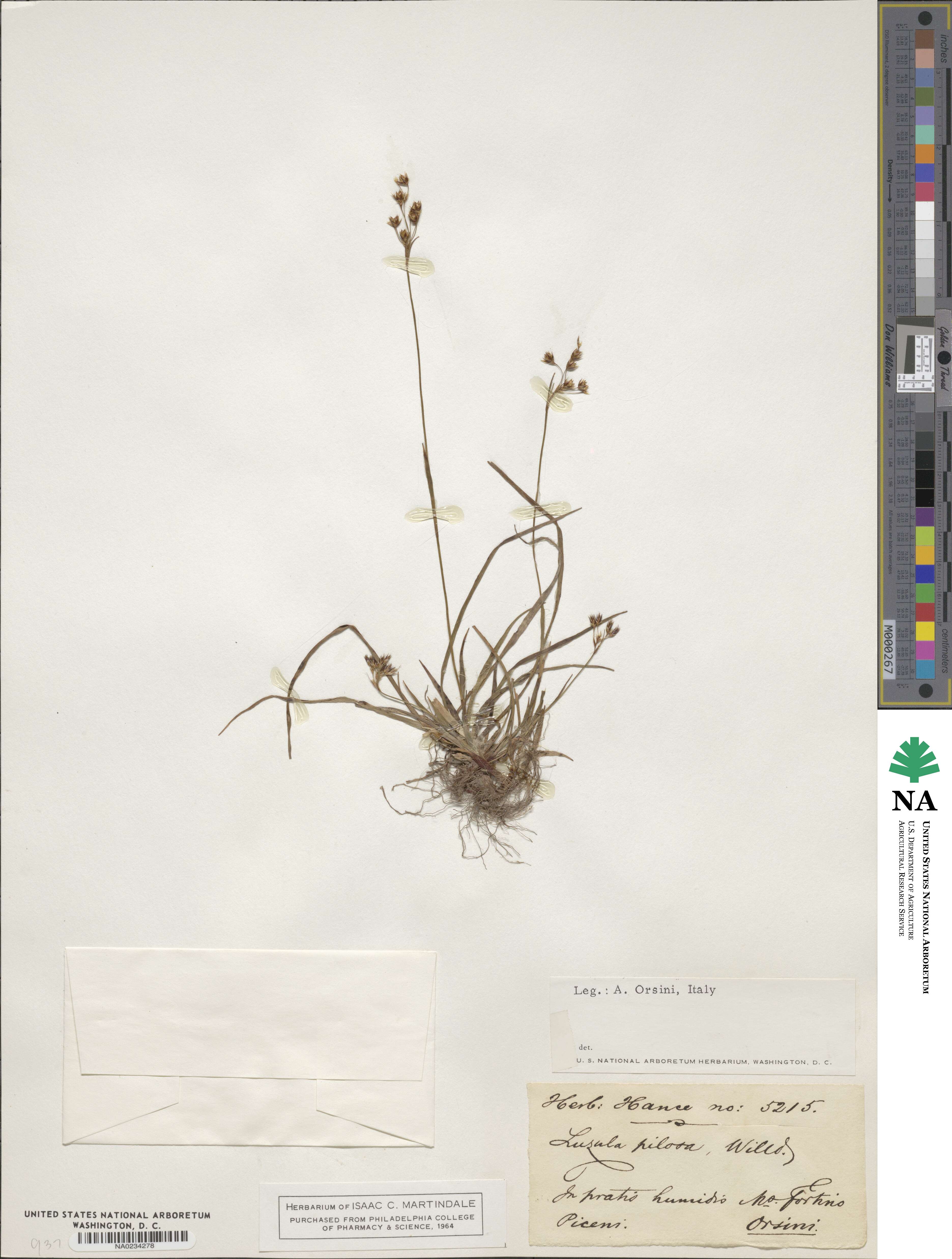 Luzula pilosa image