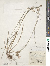 Luzula luzuloides image