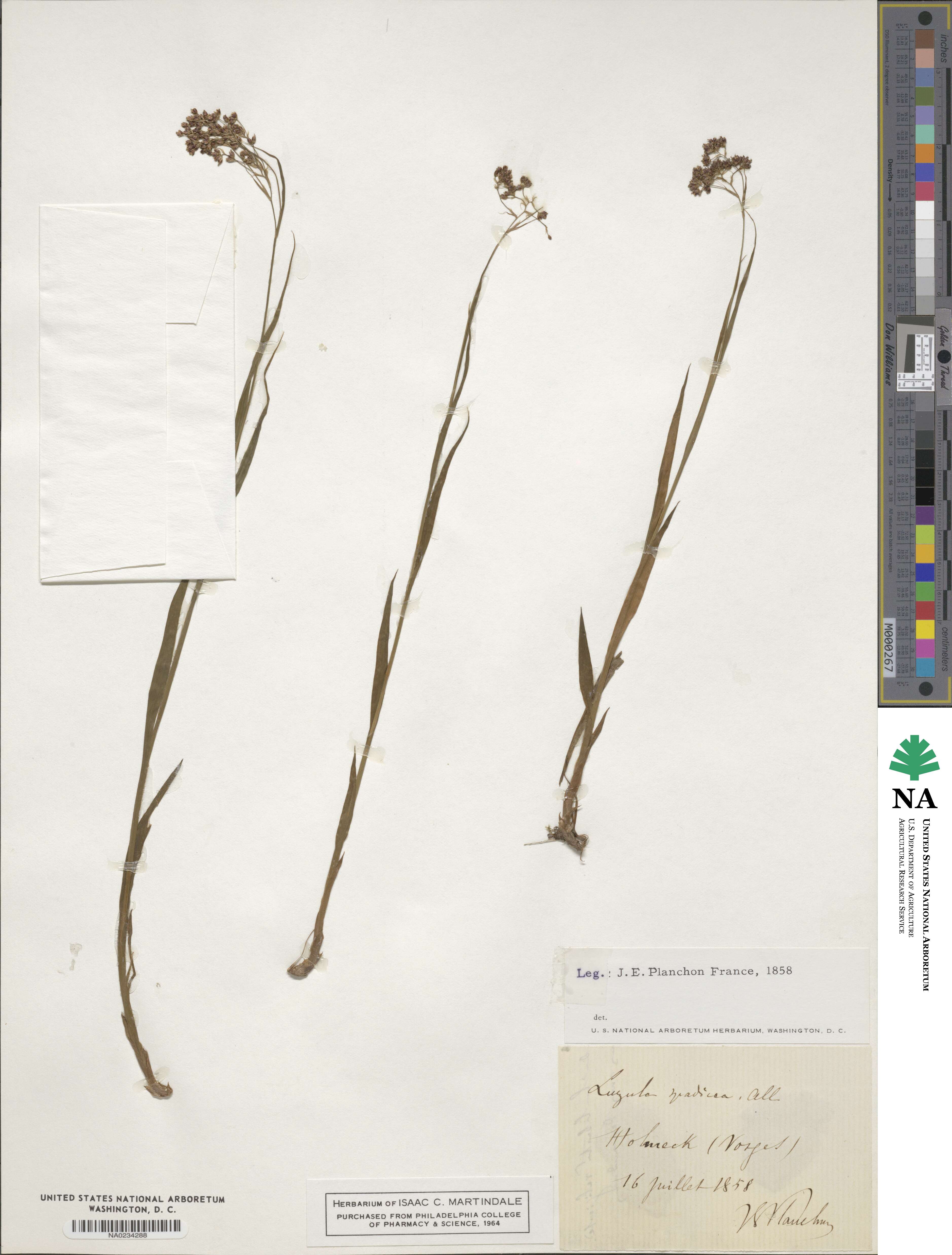 Luzula alpinopilosa image