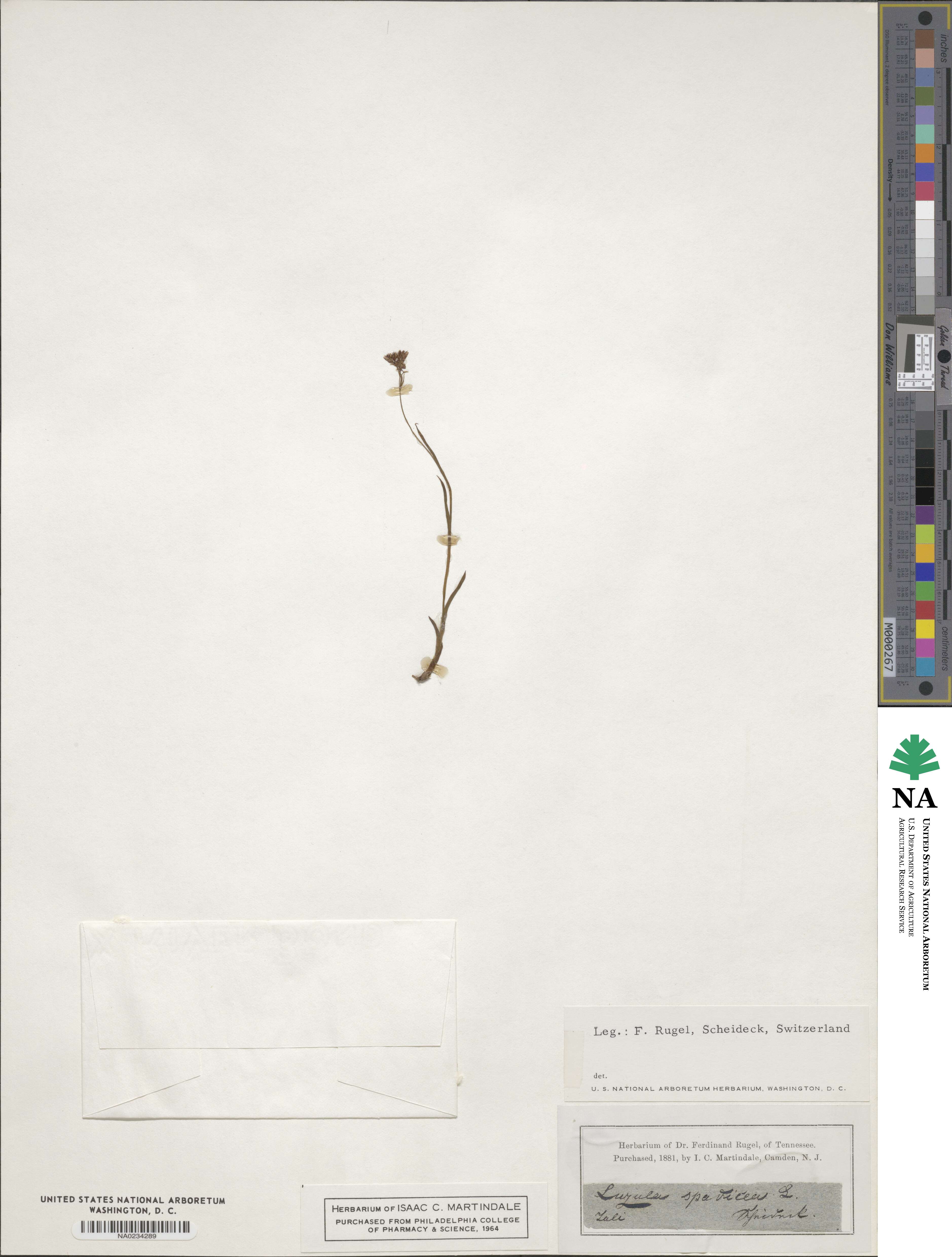 Luzula alpinopilosa image