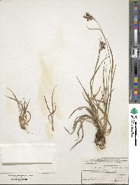 Luzula multiflora image