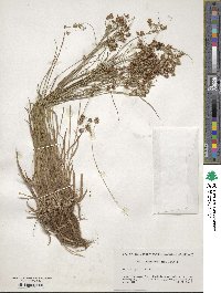 Luzula multiflora image