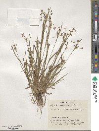 Luzula multiflora image