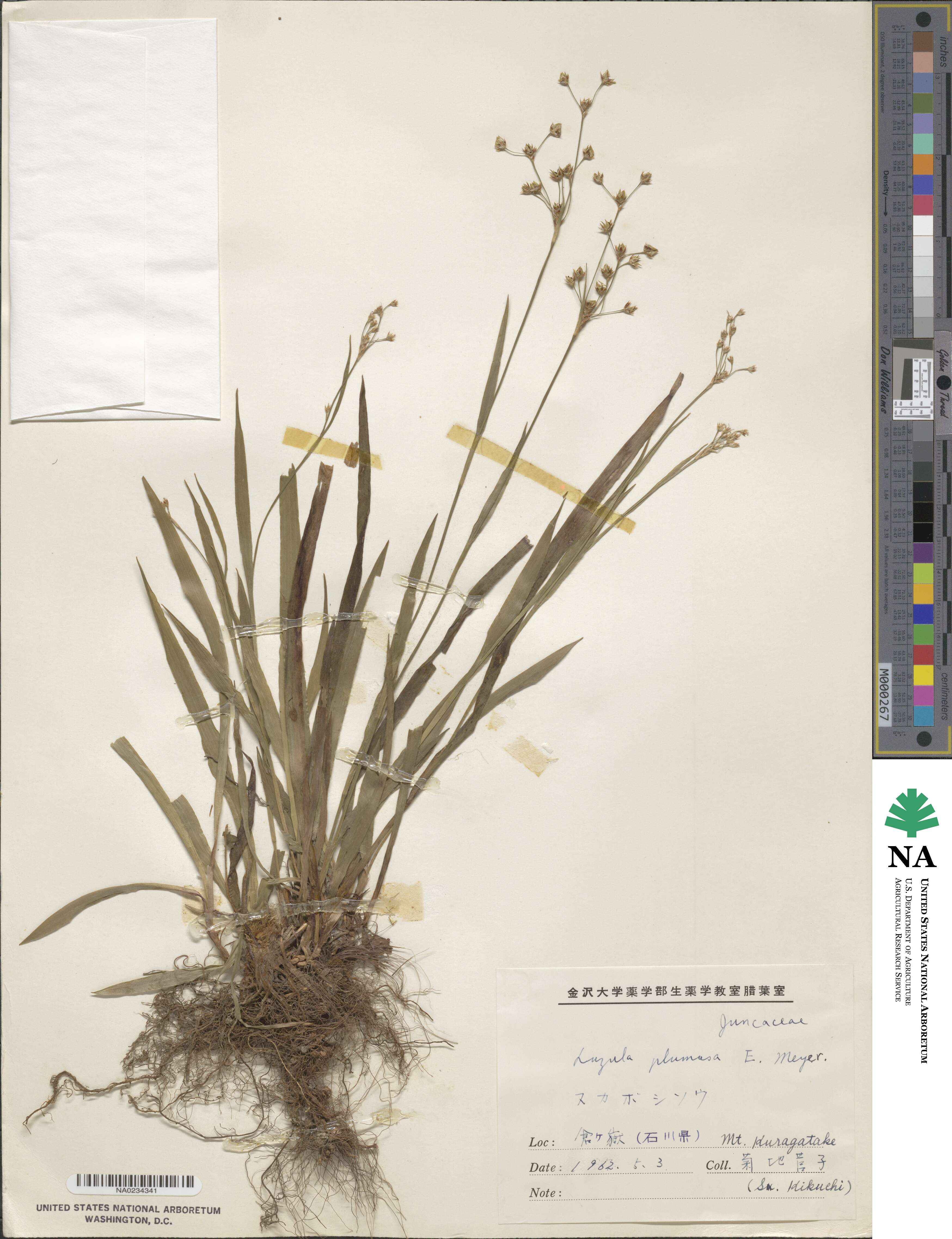 Luzula plumosa image